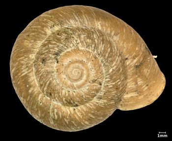 Media type: image;   Malacology 251176 Aspect: apical